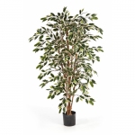 Ficus Nitida 120cm groen-wit